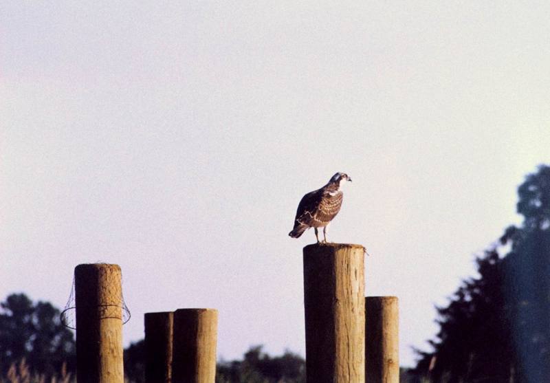 Osprey (Pandion haliaetus) {!--물수리-->; DISPLAY FULL IMAGE.