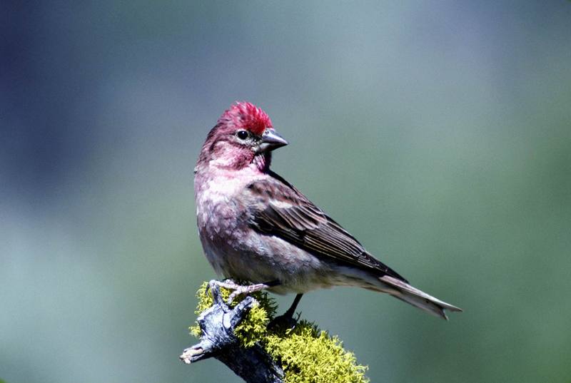 Cassin's Finch (Carpodacus cassinii) {!--카신양진이-->; DISPLAY FULL IMAGE.