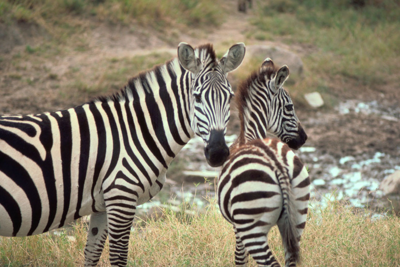 Grant's Zebra (Equus burchelli boehmi) {!--그랜트얼룩말-->; DISPLAY FULL IMAGE.