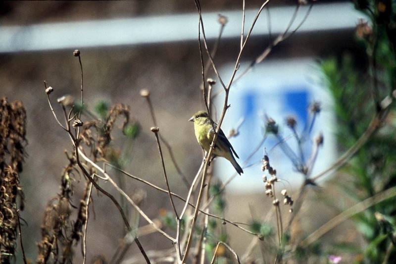 Lesser Goldfinch (Carduelis psaltria) {!--쇠금방울새-->; DISPLAY FULL IMAGE.