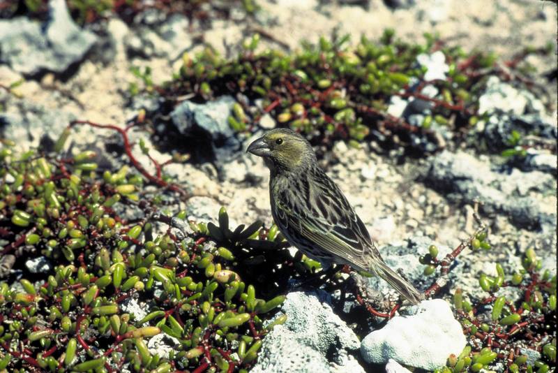 Laysan Finch (Telespiza cantans) {!--레이산되새-->; DISPLAY FULL IMAGE.