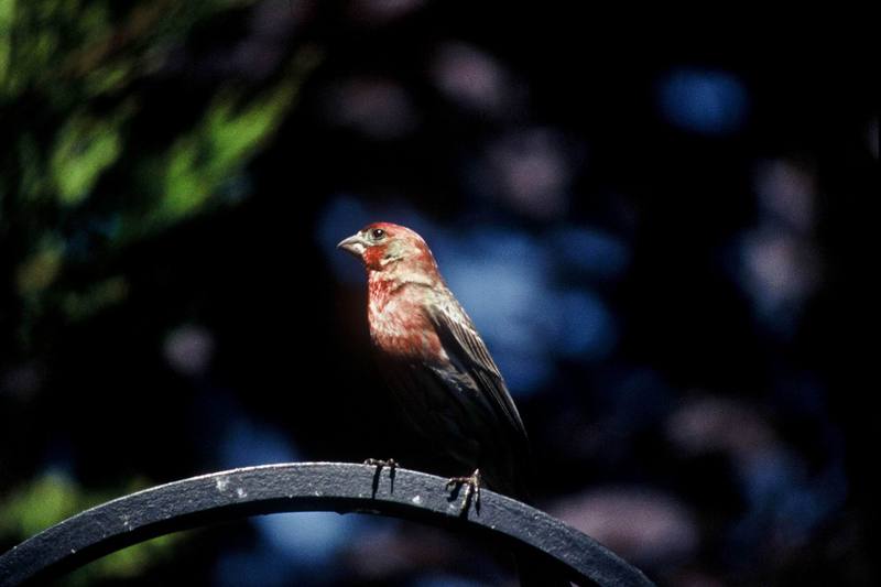 House Finch (Carpodacus mexicanus) {!--멕시코양진이-->; DISPLAY FULL IMAGE.