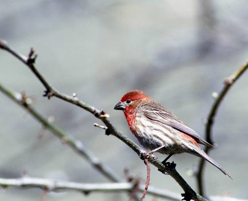 House Finch (Carpodacus mexicanus) {!--멕시코양진이-->; DISPLAY FULL IMAGE.