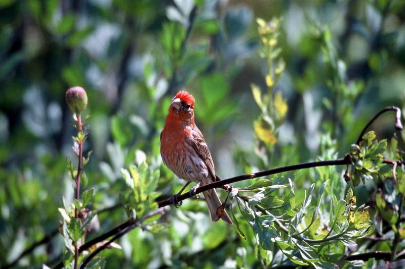 House Finch (Carpodacus mexicanus) {!--멕시코양진이-->; DISPLAY FULL IMAGE.