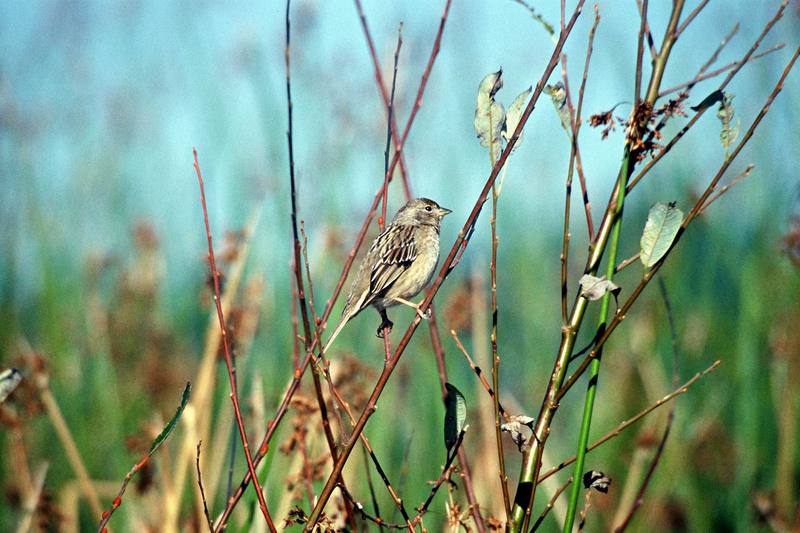 House Finch (Carpodacus mexicanus) {!--멕시코양진이-->; DISPLAY FULL IMAGE.