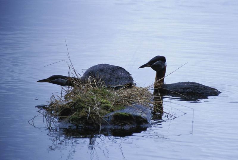 Red-necked Grebe pair (Podiceps grisegena) {!--큰논병아리-->; DISPLAY FULL IMAGE.