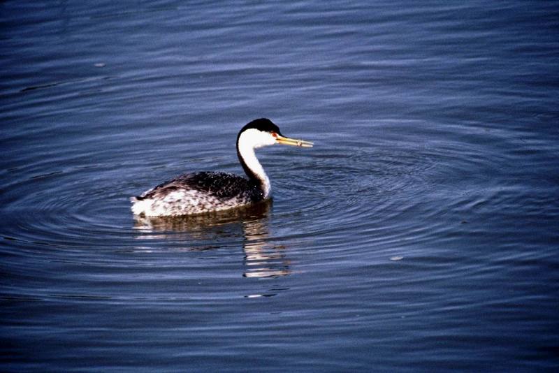 Clark's Grebe (Aechmophorus clarkii) {!--긴부리논병아리-->; DISPLAY FULL IMAGE.