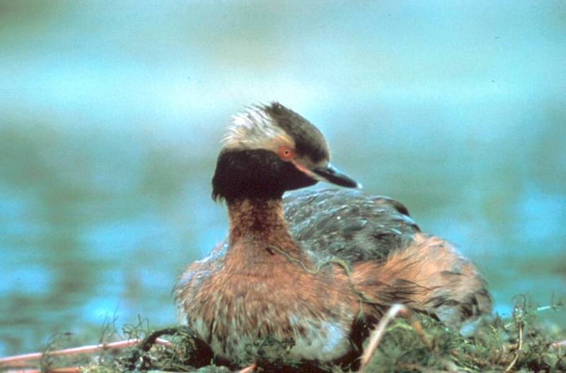 Horned Grebe (Podiceps auritus) {!--귀뿔논병아리-->; DISPLAY FULL IMAGE.