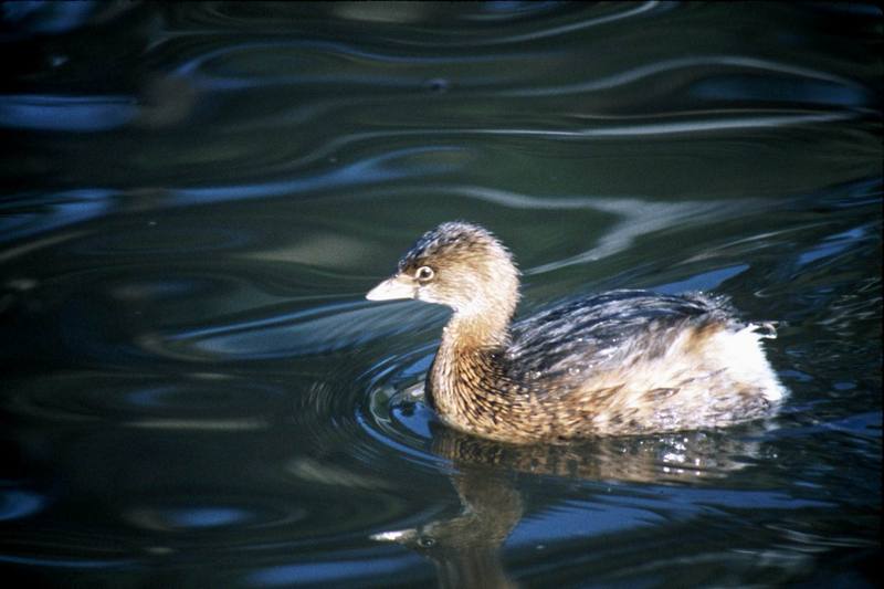 Pied-billed Grebe (Podilymbus podiceps) {!--얼룩부리논병아리-->; DISPLAY FULL IMAGE.