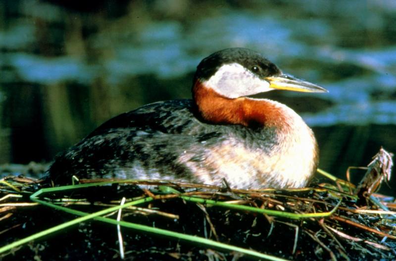 Red-necked Grebe (Podiceps grisegena) {!--큰논병아리-->; DISPLAY FULL IMAGE.