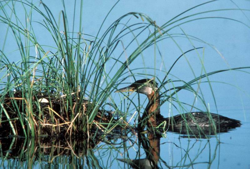 Red-necked Grebe and egg in nest (Podiceps grisegena) {!--큰논병아리-->; DISPLAY FULL IMAGE.