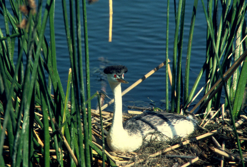 Western Grebe (Aechmophorus occidentalis) {!--윗부리논병아리-->; DISPLAY FULL IMAGE.