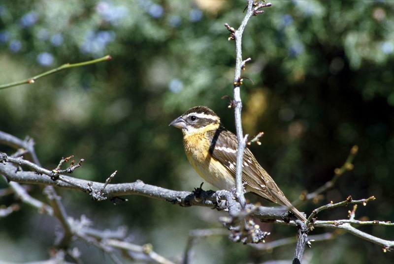 Black-headed Grosbeak (Pheucticus melanocephalus) {!--검은머리밀화부리-->; DISPLAY FULL IMAGE.