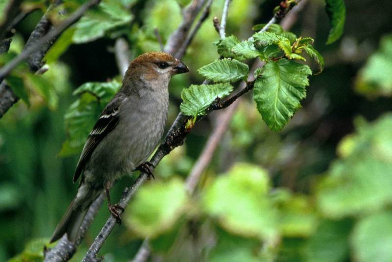 Pine Grosbeak (Pinicola enucleator) {!--솔양진이-->; DISPLAY FULL IMAGE.