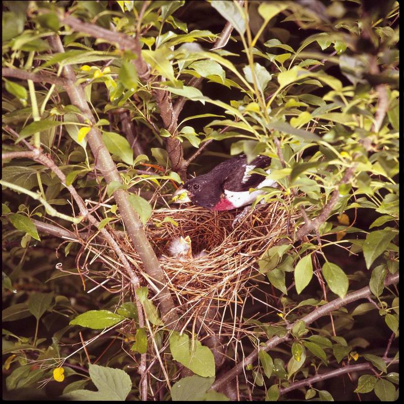 Rose-breasted Grosbeak feeding chick in nest (Pheucticus ludovicianus) {!--붉은가슴밀화부리-->; DISPLAY FULL IMAGE.