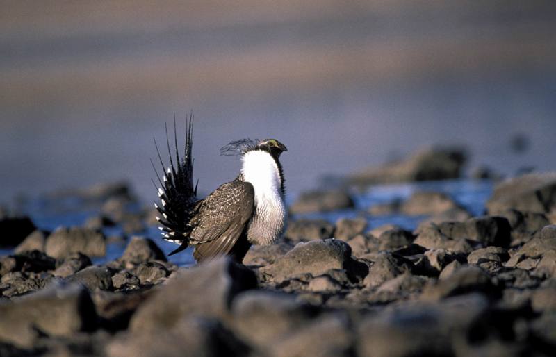 Sage Grouse (Centrocercus urophasianus) {!--흰목도리뇌조(----雷鳥)-->; DISPLAY FULL IMAGE.