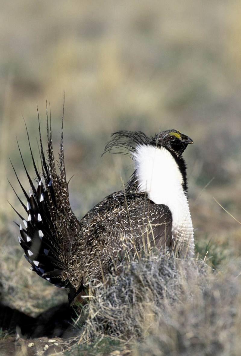 Sage Grouse (Centrocercus urophasianus) {!--흰목도리뇌조(----雷鳥)-->; DISPLAY FULL IMAGE.