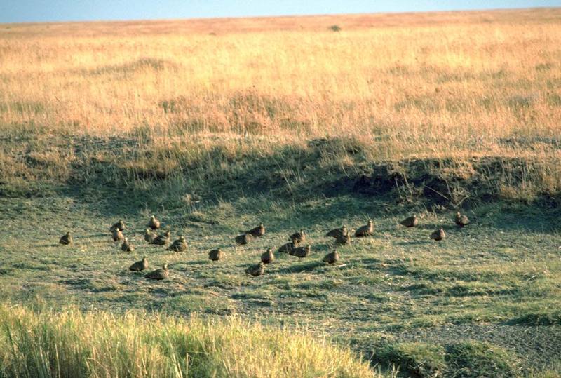 Sandgrouse flock (Pterocles sp.) {!--사막꿩(아프리카 탄자니아)-->; DISPLAY FULL IMAGE.