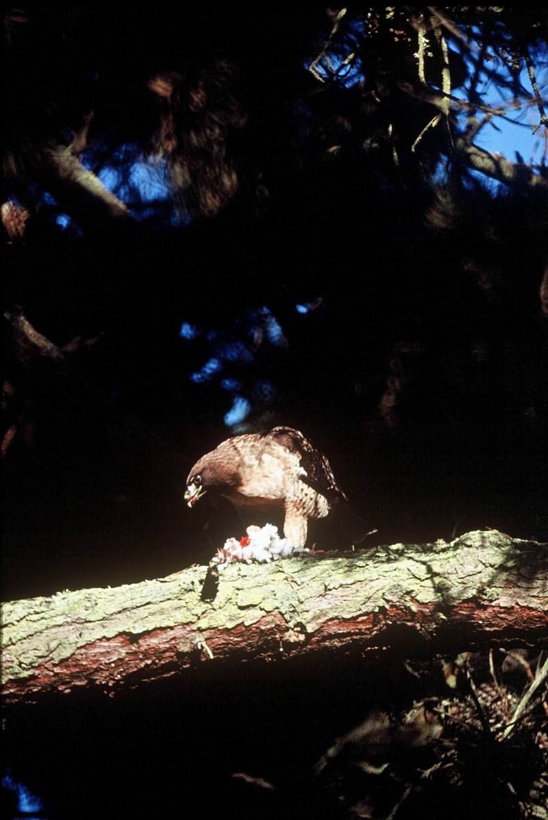 Red-tailed Hawk (Buteo jamaicensis) {!--붉은꼬리매-->; DISPLAY FULL IMAGE.