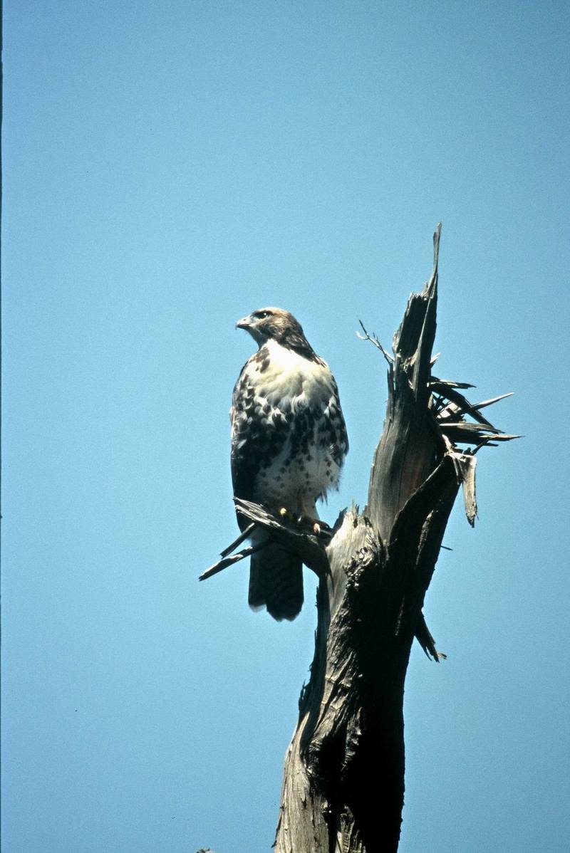 Red-tailed Hawk (Buteo jamaicensis) {!--붉은꼬리매-->; DISPLAY FULL IMAGE.