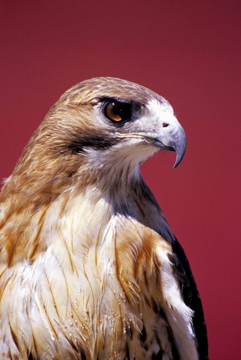 Red-tailed Hawk (Buteo jamaicensis) {!--붉은꼬리매-->; DISPLAY FULL IMAGE.