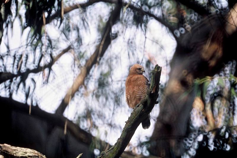 Red-shouldered Hawk (Buteo lineatus) {!--붉은죽지매-->; DISPLAY FULL IMAGE.