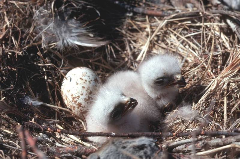 Rough-legged Hawk chicks on nest (Buteo lagopus) {!--털발말똥가리-->; DISPLAY FULL IMAGE.