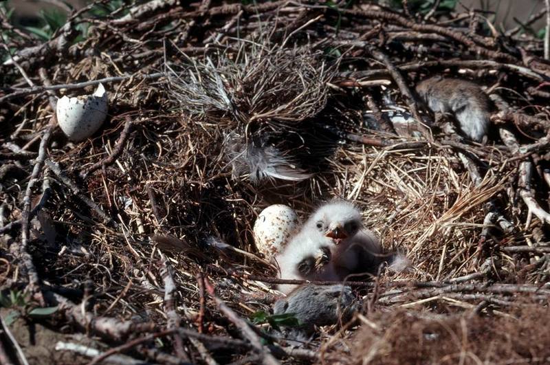 Rough-legged Hawk chicks on nest (Buteo lagopus) {!--털발말똥가리-->; DISPLAY FULL IMAGE.