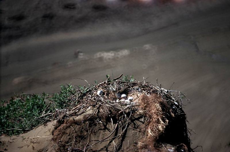 Rough-legged Hawk chicks on nest (Buteo lagopus) {!--털발말똥가리-->; DISPLAY FULL IMAGE.