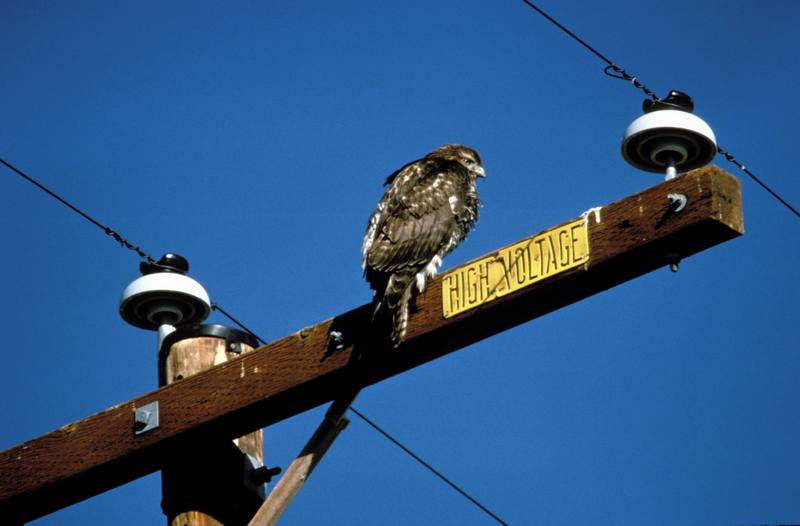 Rough-legged Hawk (Buteo lagopus) {!--털발말똥가리-->; DISPLAY FULL IMAGE.