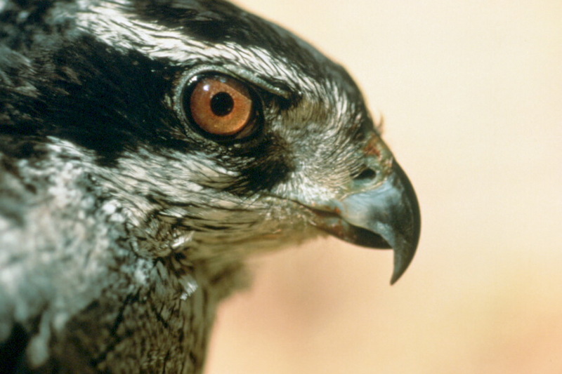 Northern Goshawk (Accipiter gentilis) {!--참매-->; DISPLAY FULL IMAGE.