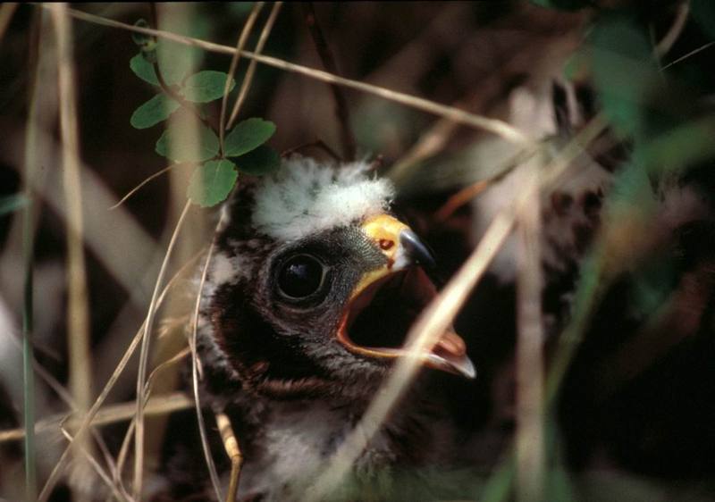 Hawk chick (Accipitridae) {!--수리과 매류-->; DISPLAY FULL IMAGE.