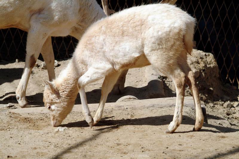 White Fallow Deer fawn (Dama dama); DISPLAY FULL IMAGE.