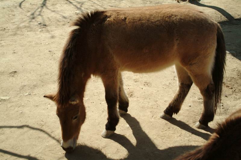 Przewalski's Wild Horse (Equus caballus przewalskii) {!--몽고말, 몽고마(蒙古馬)-->; DISPLAY FULL IMAGE.