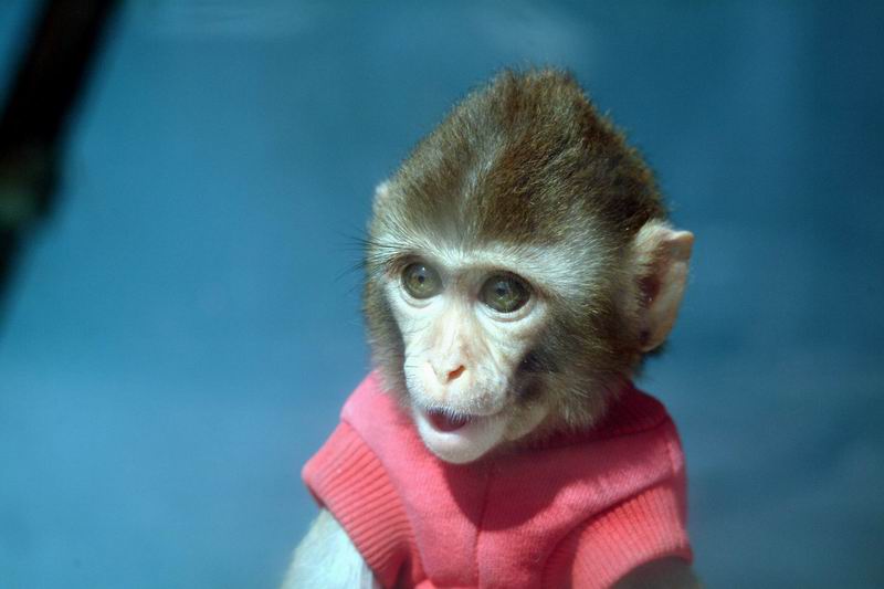 Cute baby monkey (Macaca mulatta), Rhesus Macaque; DISPLAY FULL IMAGE.