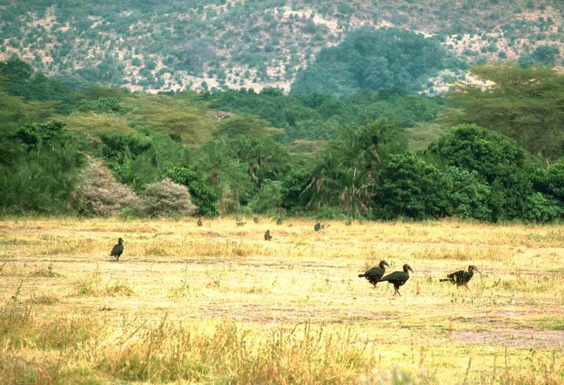 Southern Ground Hornbill flock (Bucorvus leadbeateri) {!--아프리카코뿔새-->; DISPLAY FULL IMAGE.