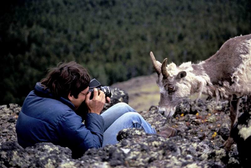 Rocky Mountain Bighorn Sheep (Ovis canadensis canadensis) {!--큰뿔양(로키산맥 본종)-->; DISPLAY FULL IMAGE.