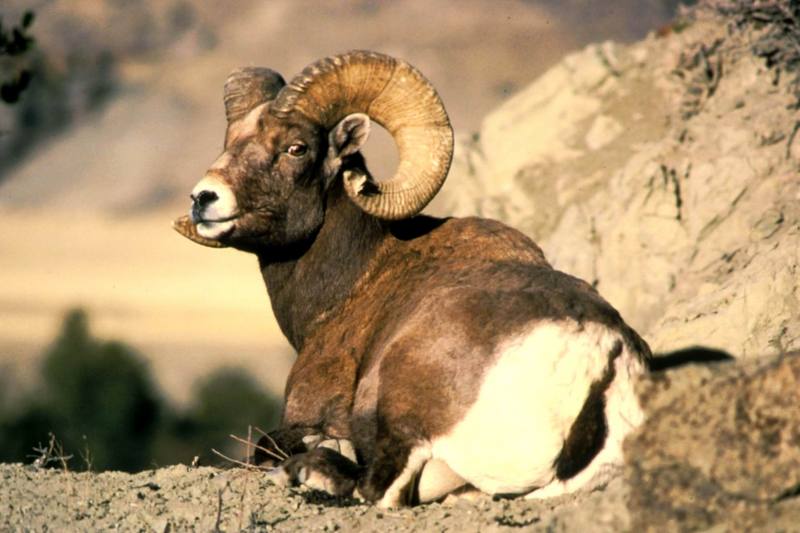 Bighorn Sheep (Ovis canadensis) {!--큰뿔양-->; DISPLAY FULL IMAGE.