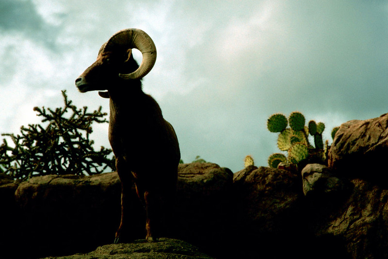 Desert Bighorn Sheep (Ovis canadensis nelsoni) {!--큰뿔양(사막지역 아종)-->; DISPLAY FULL IMAGE.