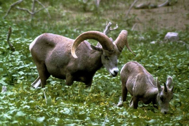 Desert Bighorn Sheep (Ovis canadensis nelsoni) {!--큰뿔양(사막지역 아종)-->; DISPLAY FULL IMAGE.