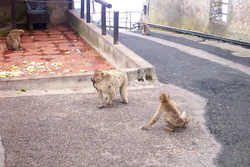 Barbary Macaque (Macaca sylvanus) {!--바바리원숭이-->; DISPLAY FULL IMAGE.