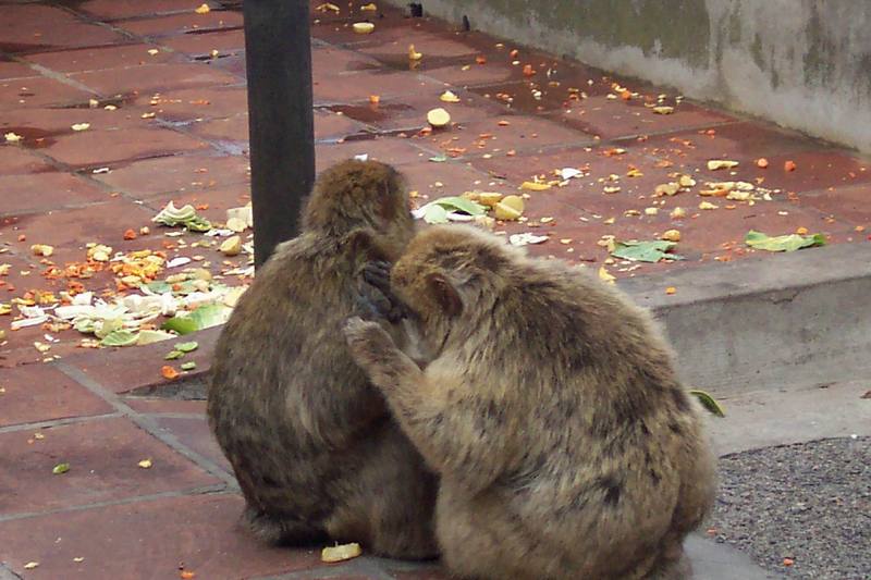 Barbary Macaque (Macaca sylvanus) {!--바바리원숭이-->; DISPLAY FULL IMAGE.