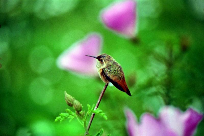 Allen's Hummingbird (Selasphorus sasin) {!--알렌벌새-->; DISPLAY FULL IMAGE.