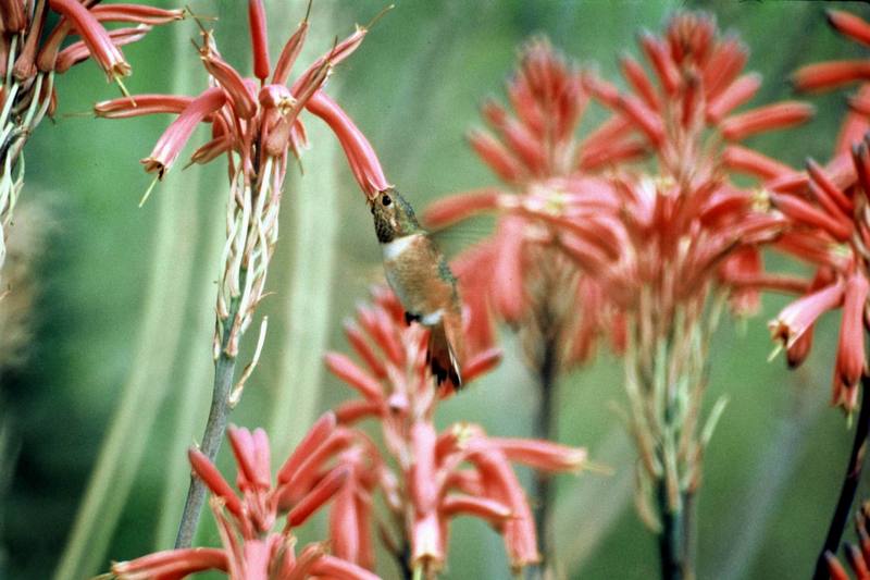 Allen's Hummingbird (Selasphorus sasin) {!--알렌벌새-->; DISPLAY FULL IMAGE.