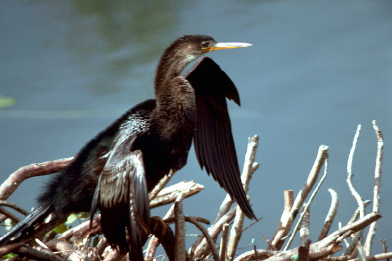 American Darter (Anhinga anhinga) {!--아메리카뱀목가마우지-->; DISPLAY FULL IMAGE.