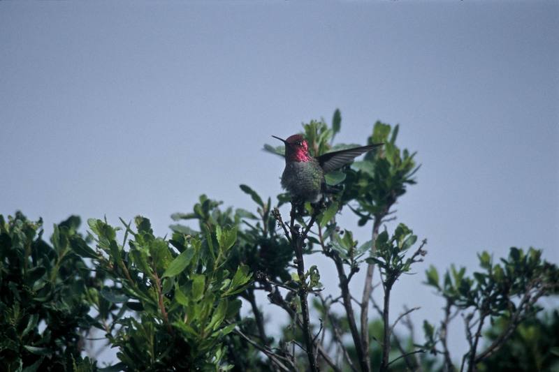 Anna's Hummingbird (Calypte anna) {!--안나벌새-->; DISPLAY FULL IMAGE.