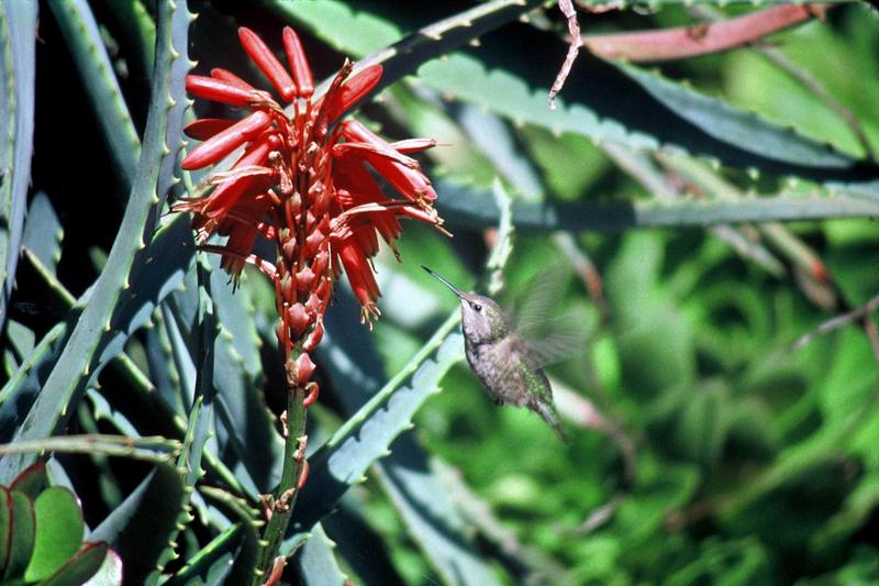 Anna's Hummingbird (Calypte anna) {!--안나벌새-->; DISPLAY FULL IMAGE.