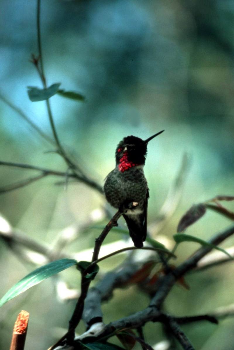 Anna's Hummingbird (Calypte anna) {!--안나벌새-->; DISPLAY FULL IMAGE.