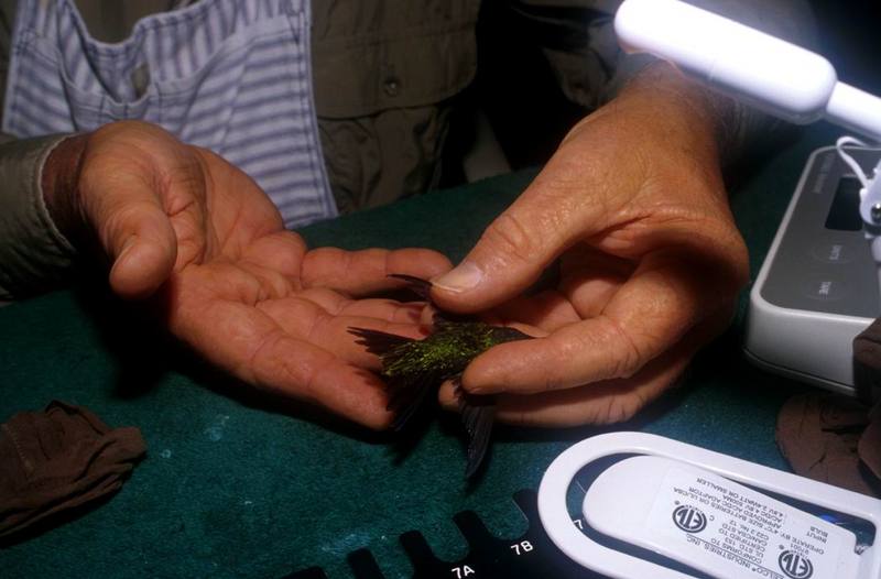 Ruby-throated Hummingbird (Archilochus colubris) {!--붉은목벌새-->; DISPLAY FULL IMAGE.