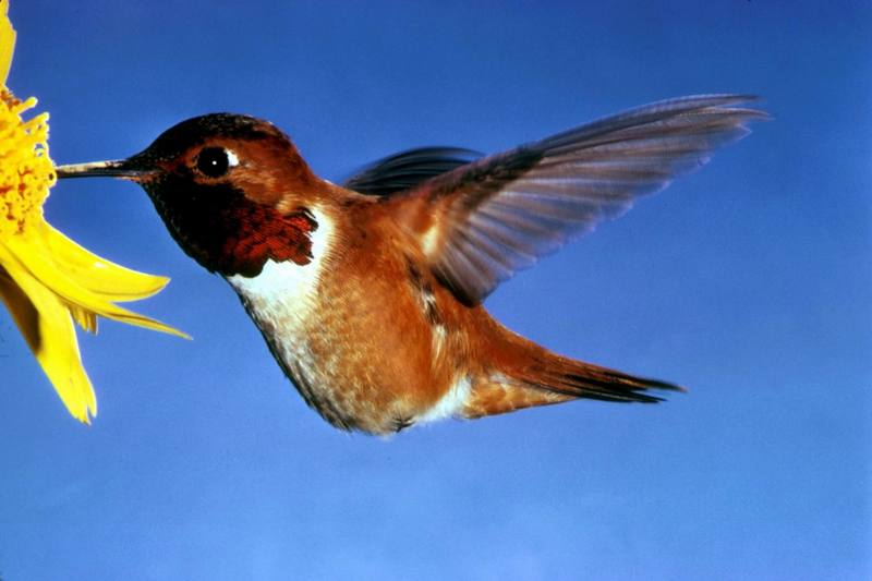 Rufous Hummingbird (Selasphorus rufus) {!--갈색벌새-->; DISPLAY FULL IMAGE.